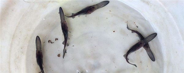 純白色的龍魚能吃嗎：純白色觀賞魚可以吃嗎 龍魚百科 第3張