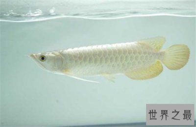 純白色的龍魚能吃嗎：純白色觀賞魚可以吃嗎 龍魚百科 第8張