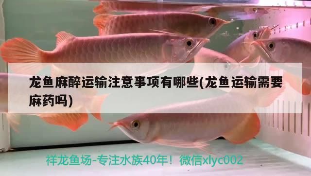 龍魚從舊缸換到新缸：(龍魚打包運(yùn)輸?shù)拇婊顣r(shí)間和注意事項(xiàng) 龍魚百科 第12張