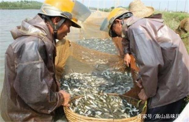 金龍魚太原總代理地址：金龍魚太原總代理在哪里？ 水族問答 第2張