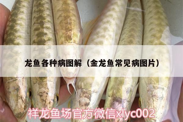 金龍魚蒙眼好不了怎么辦：金龍魚蒙眼怎么治療金龍魚蒙眼病怎么治療金龍魚蒙眼病 龍魚百科 第3張