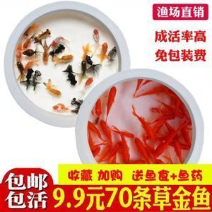 龍魚20度能活嗎：養(yǎng)龍魚的必備技巧和方法和技巧和方法和方法和方法 龍魚百科 第5張