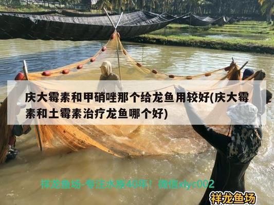 大白片能治療龍魚蒙眼嗎：龍魚眼睛有白色絮狀物用什么藥治(龍魚眼睛凸出來白色的) 龍魚百科 第10張