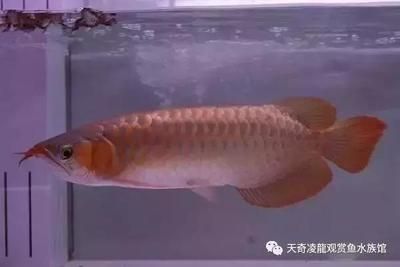 龍魚(yú)漁場(chǎng)排名第幾名：全球和中國(guó)部分知名龍魚(yú)漁場(chǎng)排名 龍魚(yú)百科 第1張