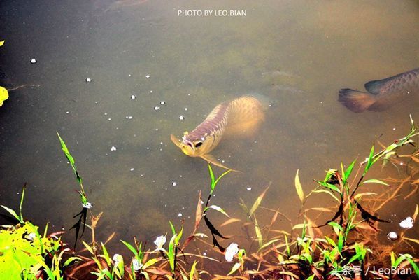 金龍魚問題：金龍魚游來游去的原因分析龍魚游來游去是正常的嗎 龍魚百科 第1張