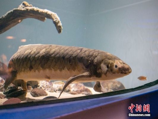 龍魚寄生蟲治療方法大全：龍魚寄生蟲怎么治療 龍魚百科 第2張