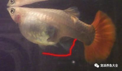 金龍魚體內(nèi)有沒有黃金元素：關(guān)于金龍魚的問題 水族問答 第1張