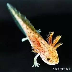 六角恐龍魚飼養(yǎng)溫度：六角恐龍魚怎么養(yǎng) 龍魚百科 第2張