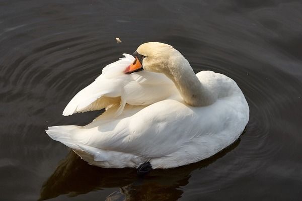 六角恐龍魚飼養(yǎng)溫度：六角恐龍魚怎么養(yǎng) 龍魚百科 第7張