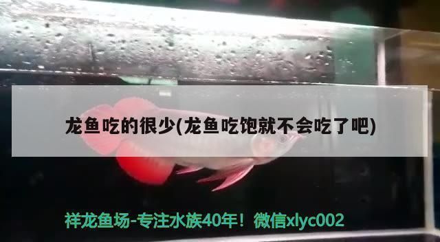 龍魚的藥用價值有哪些：龍魚吃東西少怎么辦 龍魚百科 第7張