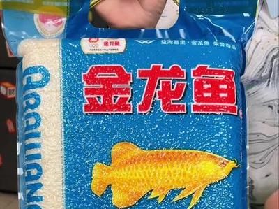 金龍魚趴在魚缸底部是怎么回事？：金龍魚為什么會趴缸 龍魚百科 第5張