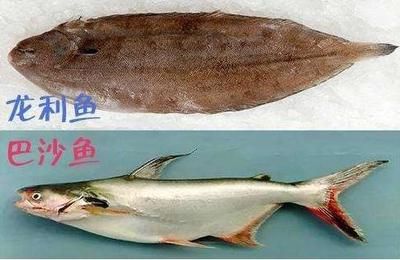 金龍魚體型小怎么糾正：金龍魚體型小怎么辦？ 水族問答 第1張