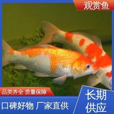 金龍魚體型有幾種：金龍魚的體型和特征各異 水族問答 第1張