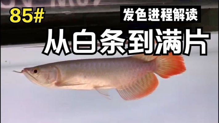 白玉紅龍魚多久發(fā)色好一點：如何判斷白玉紅龍魚的發(fā)色？ 紅龍魚百科 第1張