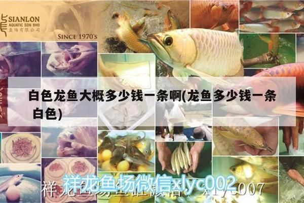 白色龍魚大概多少錢一條：白色龍魚多少錢一條