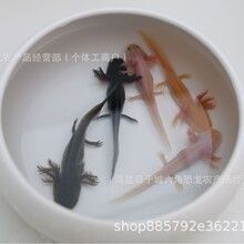 白色龍魚大概多少錢一條：白色龍魚多少錢一條 龍魚百科 第12張