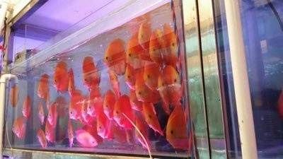 龍魚開口吃食的5種方法：如何幫助龍魚開口吃食 龍魚百科 第2張