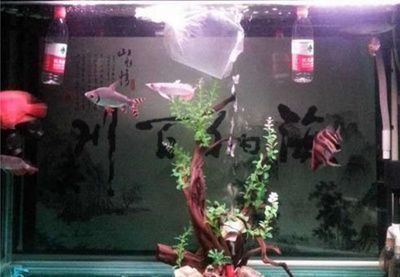 龍魚感染細(xì)菌怎么辦？：(混養(yǎng)龍魚打架怎么辦)-龍魚打架怎么辦 龍魚百科 第4張