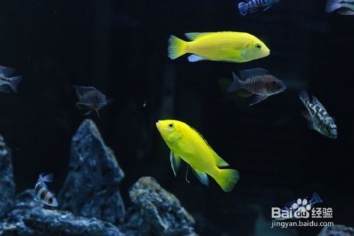 龍魚打架后不吃東西：龍魚打架后不吃東西可能由多種因素引起 龍魚百科 第1張