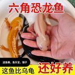 白色的龍魚價(jià)格：白色龍魚價(jià)格因多種因素而異 龍魚百科 第12張