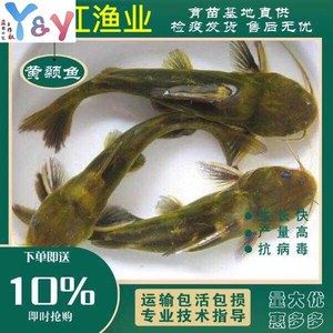 金龍魚殺菌藥：金龍魚殺菌藥作為一種高效、安全的農(nóng)業(yè)生產(chǎn)中常見疾病預(yù)防 龍魚百科 第5張