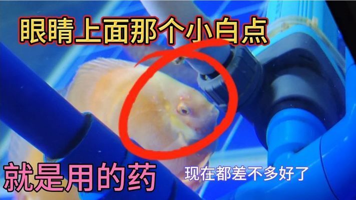 甲硝唑治療龍魚頭洞?。杭紫踹蚩梢灾委燒堲~頭洞病嗎 龍魚百科 第1張