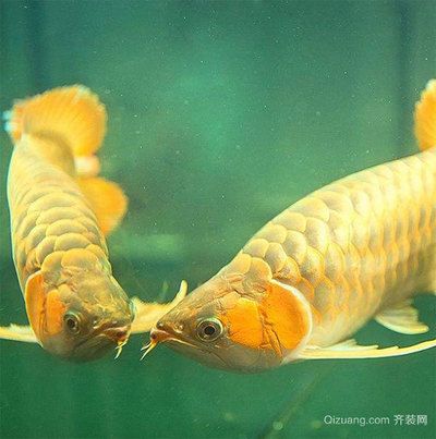 龍魚對水溫的要求：龍魚發(fā)色最佳飼料品牌，龍魚吃什么最好增色 龍魚百科 第10張