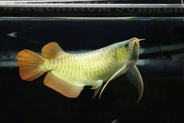 龍魚(yú)翻肚怎么扶正：龍魚(yú)喂蝦仁與喂蝦段的優(yōu)缺點(diǎn)分析 龍魚(yú)百科 第3張