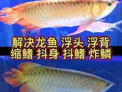 龍魚(yú)放黃粉后浮頭游：龍魚(yú)放黃粉后浮頭游怎么辦 龍魚(yú)百科 第1張