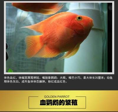 金龍魚頭低尾高：金龍魚的頭和尾巴大的特征有什么影響，金龍魚的頭和尾巴大的特征 水族問答 第2張