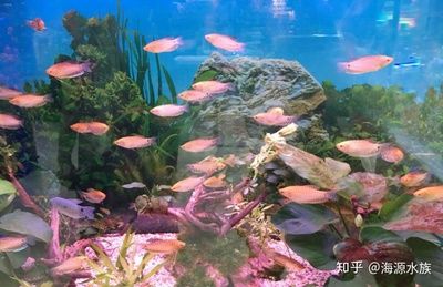 魚缸水硬度對魚類影響：如何檢測魚缸水硬度，適合觀賞魚的水硬度范圍 魚缸百科 第4張