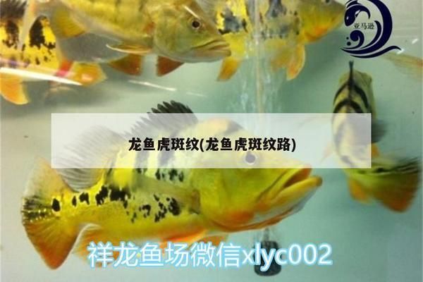 紅龍魚虎斑紋是什么魚種：紅龍魚虎斑紋是一種常見的觀賞價(jià)值，紅龍魚虎斑紋的養(yǎng)殖技巧 紅龍魚百科 第4張