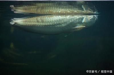 龍魚會自然脫落鱗片嗎：如何預(yù)防龍魚打架導(dǎo)致掉鱗？ 龍魚百科 第2張