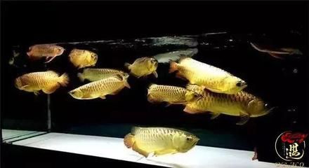 龍魚多久喂食一次：龍魚喂食頻率及注意事項(xiàng) 龍魚百科 第1張