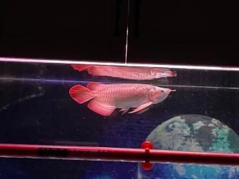 為什么紅龍魚晚上撞缸不動：新買的紅龍魚晚上撞缸不動的現象可能由多種因素引起 紅龍魚百科 第3張