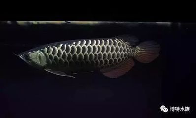 龍魚(yú)一直撞缸掉鱗怎樣處理好：如何保持魚(yú)缸水質(zhì)清潔，龍魚(yú)打架的常見(jiàn)原因，龍魚(yú)飼料的選擇技巧 龍魚(yú)百科 第5張