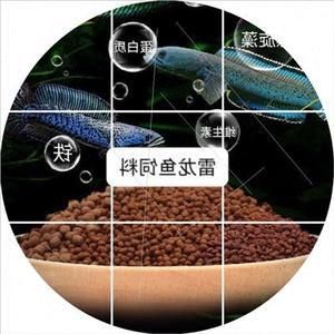 雷龍魚飼料推薦品牌有哪些：雷龍魚飼料用戶評價匯總仟湖飼料適合雷龍魚哪個階段 龍魚百科 第1張