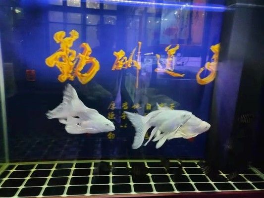 魚缸水質(zhì)異常應(yīng)急處理：如何處理魚缸水質(zhì)異常 魚缸百科 第1張