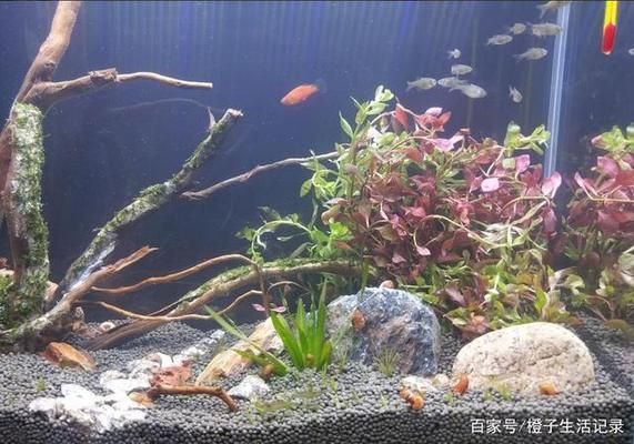 魚缸水質(zhì)異常應(yīng)急處理：如何處理魚缸水質(zhì)異常 魚缸百科 第6張