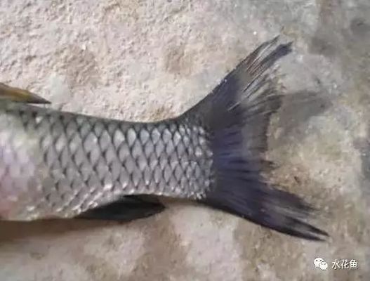 金龍魚頭型圖：-金龍魚頭部形態(tài)特征及其生理功能之間的關(guān)系 水族問答 第2張