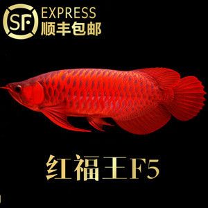 賽級紅龍魚的標準：賽級紅龍魚的標準包括-紅龍魚的標準詳情信息 紅龍魚百科 第5張