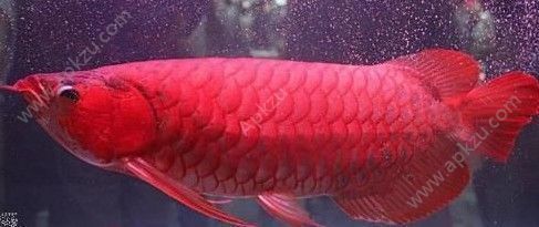 血紅龍魚多少錢一條10 cm：10cm血紅龍魚多少錢一條 紅龍魚百科 第1張