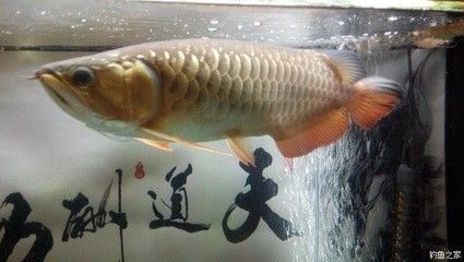 龍魚(yú)口感怎樣：龍魚(yú)烹飪技巧和注意事項(xiàng)， 龍魚(yú)百科 第4張