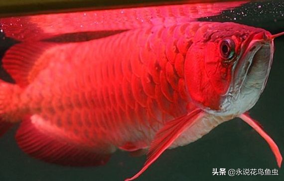 紅龍魚品種排行圖：紅龍魚品種及種及特點(diǎn) 紅龍魚百科 第4張