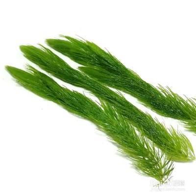 魚缸內(nèi)植物選擇與養(yǎng)護：幾種適合在魚缸內(nèi)種植的植物 魚缸百科 第1張