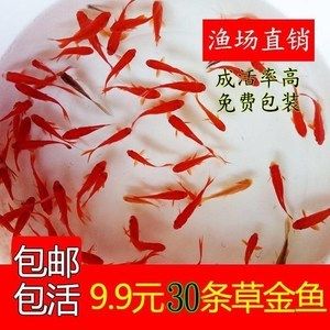 紅龍魚能吃活的小金魚嗎：紅龍魚能吃小金魚，但這需要滿足幾個條件 紅龍魚百科 第5張