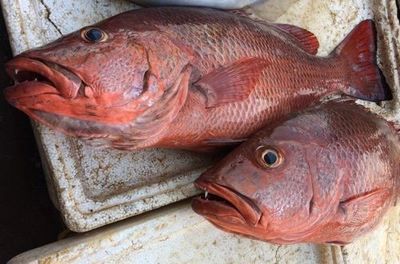 紅龍魚背上鱗片生黑點：紅龍魚背上的鱗片出現(xiàn)黑點可能是由于多種因素引起的 紅龍魚百科 第5張