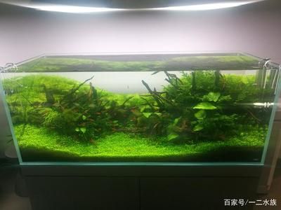 高端魚缸造景圖片欣賞：高端魚缸造景圖片欣賞展現(xiàn)了精致和藝術(shù)的設(shè)計(jì)理念 魚缸百科 第4張