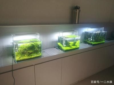 高端魚缸造景圖片欣賞：高端魚缸造景圖片欣賞展現(xiàn)了精致和藝術(shù)的設(shè)計(jì)理念 魚缸百科 第5張