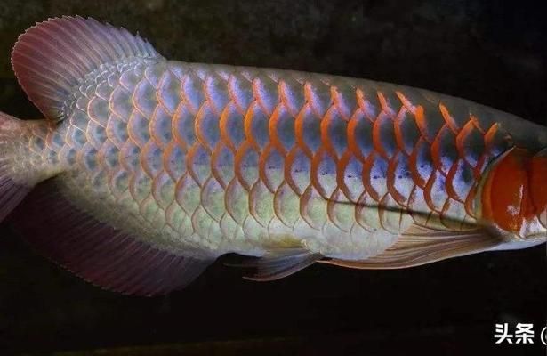 紅龍魚為什么有時趴缸不動：紅龍魚趴缸不動可能由多種因素引起，紅龍魚趴缸不動的原因及處理 紅龍魚百科 第5張